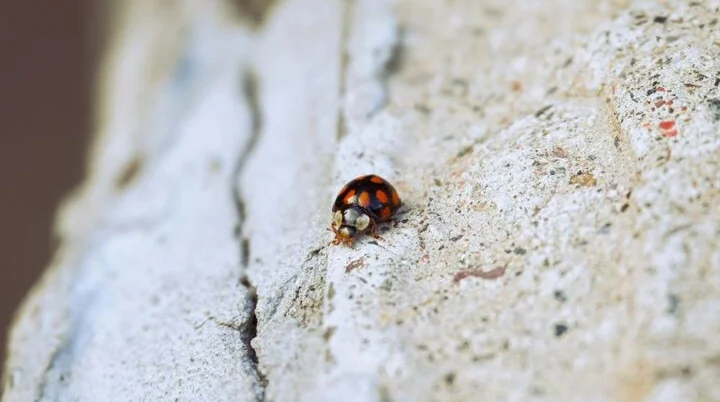 © Victoria Kurcheva / Unsplash