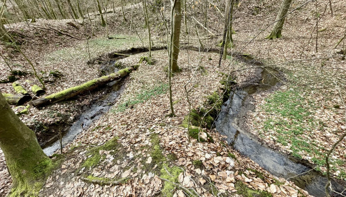 Bach im Spessartwald  | © Dr. Peter Sickenberger