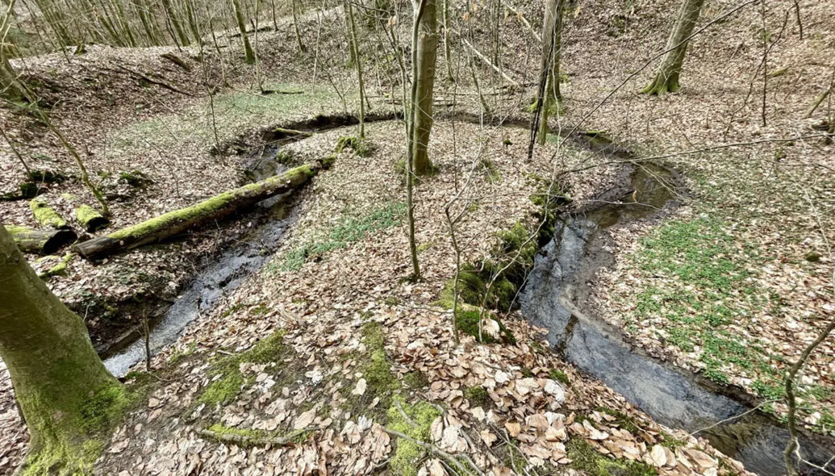 Bach im Spessartwald  | © Dr. Peter Sickenberger