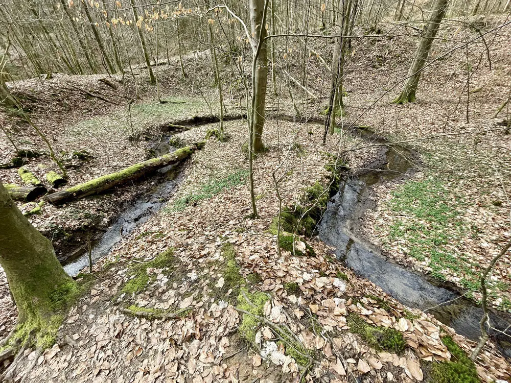 Bach im Spessartwald  | © Dr. Peter Sickenberger