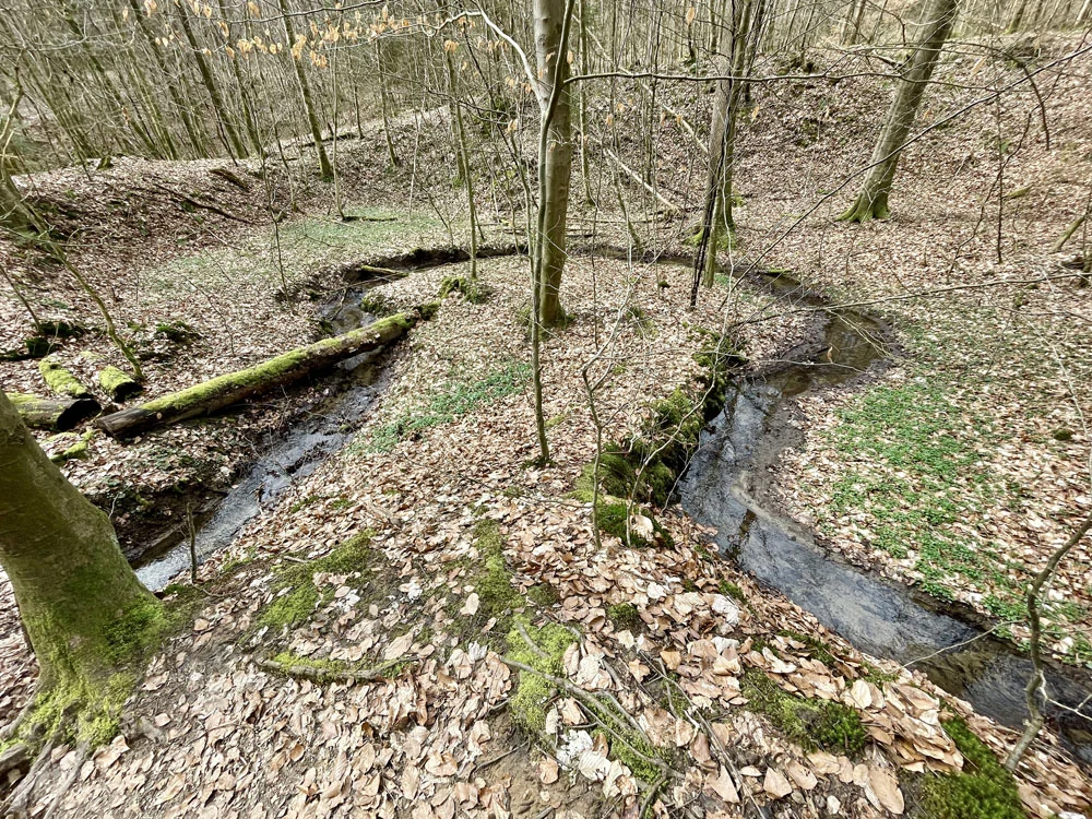 Bach im Spessartwald  | © Dr. Peter Sickenberger