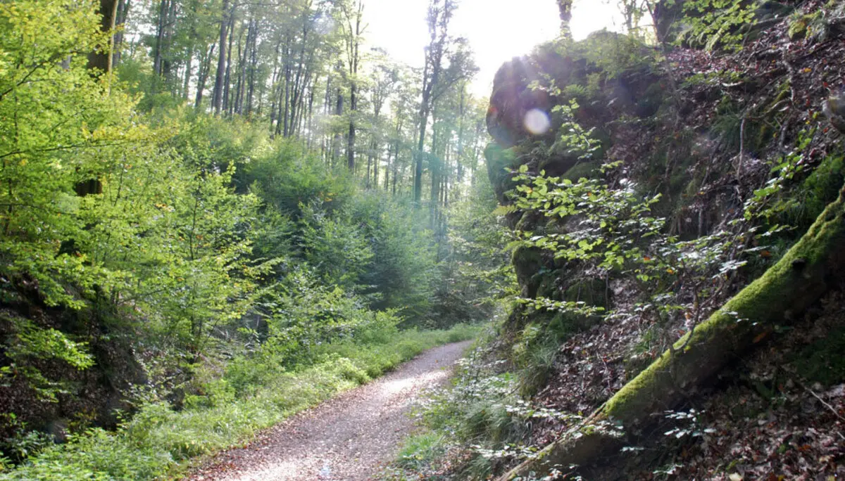 Spessartwald  | © Dr. Peter Sickenberger