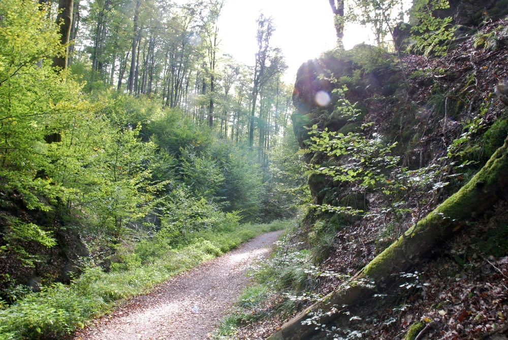 Spessartwald  | © Dr. Peter Sickenberger