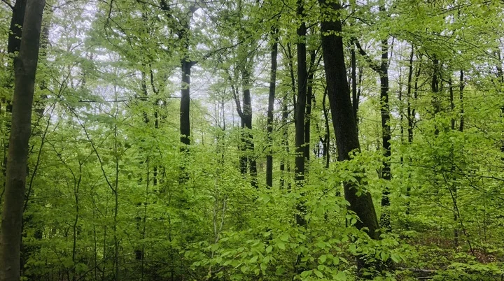 Dichter Wald mit vielen grünen Laubbäumen und dünnen Baumstämmen im Frühling | © DAV AB