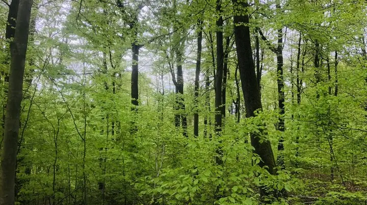 Dichter Wald mit vielen grünen Laubbäumen und dünnen Baumstämmen im Frühling | © DAV AB