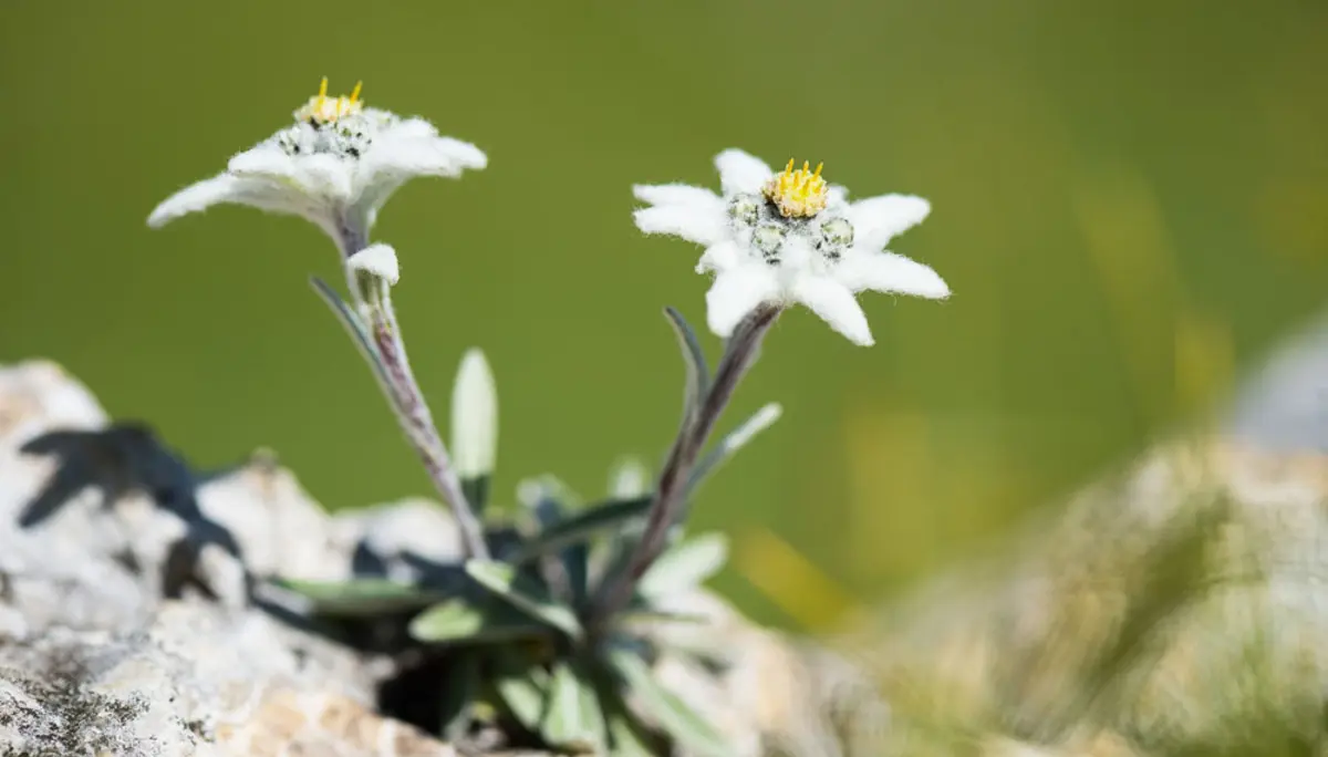 © Valentin Pardeller