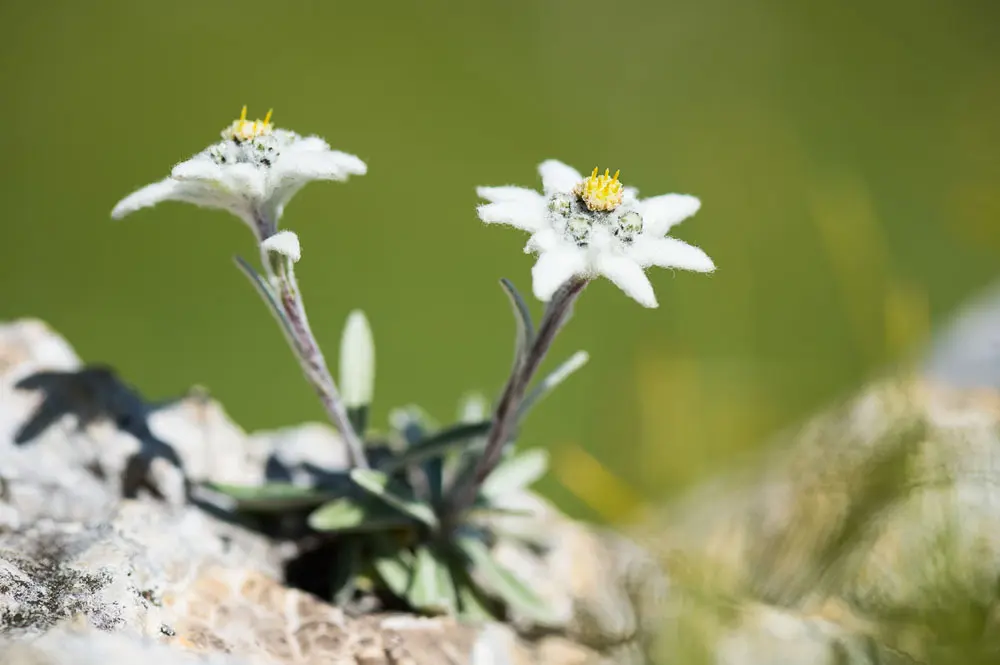 © Valentin Pardeller