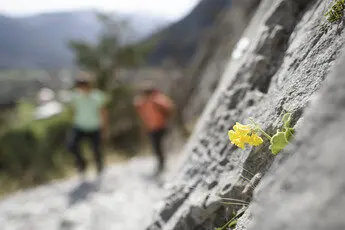Landschaft mit Blümchen | © DAV